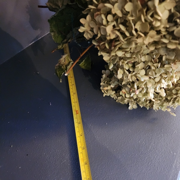 Very Fragile Annabelle Hydrangeas Over 5 Stems - Picture 7 of 7